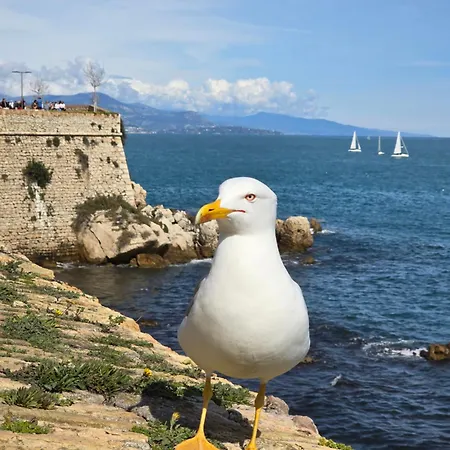 Devant La Antibes