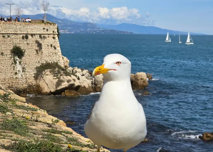 Devant La Антиб
